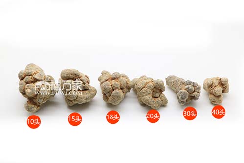 三七18頭和20頭對(duì)比