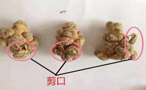 剪口是羊腸頭
