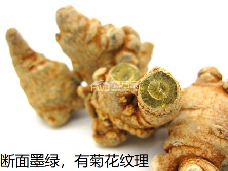三七斷面顏色